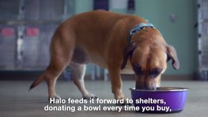 Halo Vegan Dog Food - HaloFeeditForward